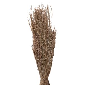 Dekorace béžová sušená květina - 60 cm (100 gr) Clayre & Eef